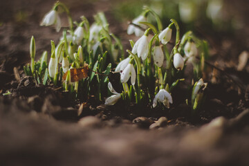Snowdrop, a cute little flower.
Nature and Garden.
Snowdrop is one of the first flowers to bloom at the end of winter.
snowdrops in the forest in the meadow
