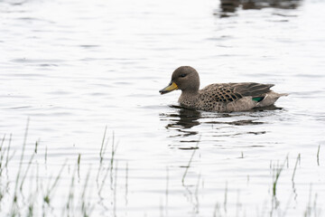 The Yellow-billed Pintail (Anas georgica)