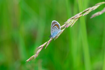 Close up view of blue grey butterfly with orange and black spots also called as lycaenidae sitiing on thick blade of grass on blurred green background with bokeh effect.