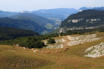 Cows are on the move on the large meadows of the Beure mountain, a summer pasture area, with the...