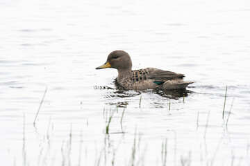 The Yellow-billed Pintail (Anas georgica)