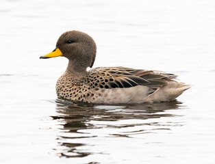 The Yellow-billed Pintail (Anas georgica)