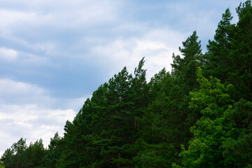Fototapeta na wymiar Coniferous forest before rain, stormy clouds, bad weather nature