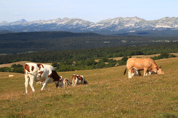 Fototapeta na wymiar With the Vercors in the background, a small herd of cows grazes on the large meadow of the Beure mountain, a summer grazing area (Vercors, France)