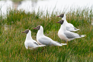 The Brown-hooded Gull (Larus maculipennis)