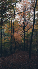 Fototapeta na wymiar a cloudy day in the magical forest during autumn season with fog and colorful leaves