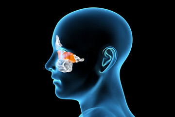 Anatomy of paranasal sinuses