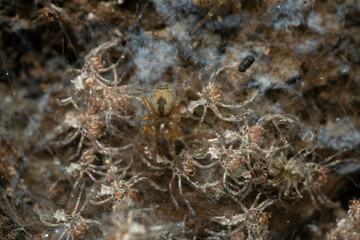 Juvenile window spider, Amaurobius fenestralis in nest