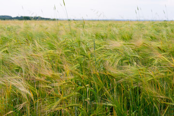 Agricultural field with lot of green wheat plants at summertime in countryside