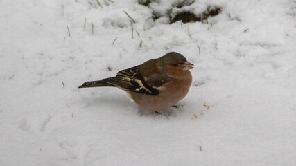 Finch in the snow eating some seeds in winter 