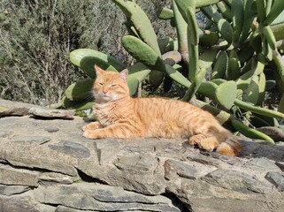 Precioso gato naranja atigrado callejero, tumbado sobre un muro en Cadaqués