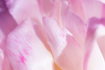 Soft blurred botanical background. Lots of delicate pink tulip flower petals