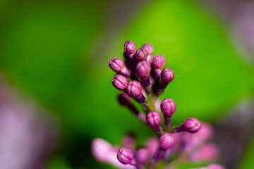 Purple buds of lilac ready to bloom on blurred green background.Garden flowers