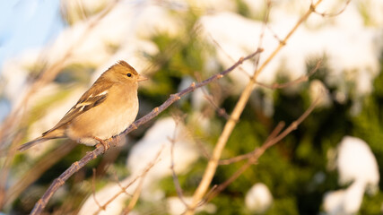 Finch bird (female) on a branch tree enjoying some sun at wintertime