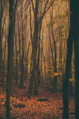 a cloudy day in the magical forest during autumn season with fog and colorful leaves