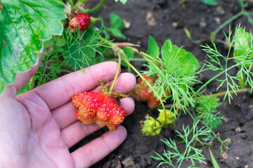 Strawberry plant in farmers hand on garden bed with deformed ripe berries because of boron lack....