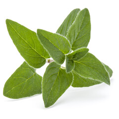 Oregano or marjoram leaves isolated on white background cutout
