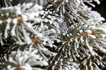 selective focus close up of fir branches covered with hoarfrost