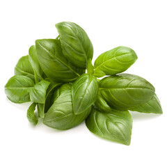 Sweet basil herb leaves bunch isolated on white background