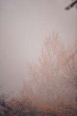a cloudy day in the magical forest during autumn season with fog and colorful leaves