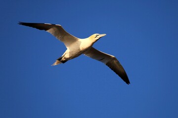Fototapeta premium gannet flying in the sky