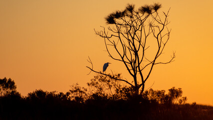 Sunset Egret in Silhouette