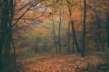 a cloudy day in the magical forest during autumn season with fog and colorful leaves