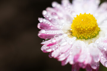 Macro flower photo on blurred brown backdrop with copy space. Pink opened blossoming marguerite with yellow core and lots of wet petals and dew droplets on it