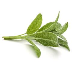 Obraz premium Sage herb leaves bouquet isolated on white background cutout.