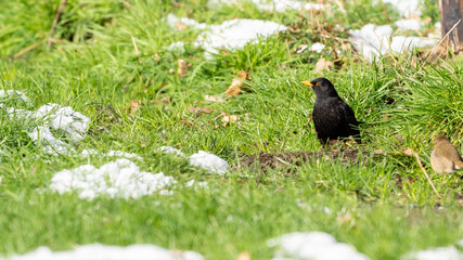 Blackbird on grass with snow at winter time looking for food