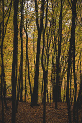 a cloudy day in the magical forest during autumn season with fog and colorful leaves
