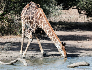 Wild large male giraffe drinks water from pond.