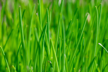 Fototapeta na wymiar Vivid lush green grass textured background. Grass on meadow on sunlight, natural texture