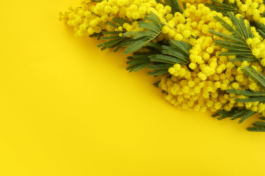Mimose Yellow Spring Flower Brunch On Yellow Background. Top View