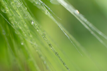 Botanical macro backdrop in green colors. Delicate long grass with tiny water dew drops on green blurred background with bokeh effect