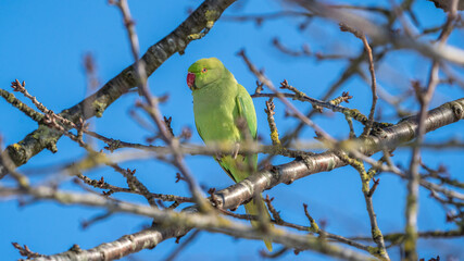 green parrot on a branch