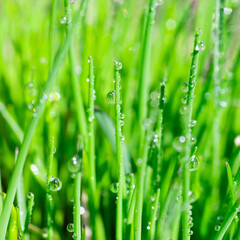 Fototapeta na wymiar Square format extremely close up view of shiny water drops with reflections on vivid long and thin green grass leaves. Botanical layout for text