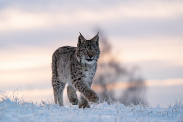 Eurasian wild cat in wild nature habitat, Czech, Europe. Lynx lynx. © Ondrej