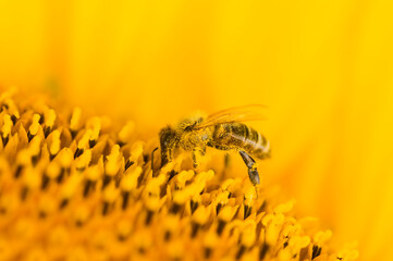 Macro shot of Honey Bee (Apis mellifera) collecting nectar and spreading pollen in yellow sunflower. Close-up of insect. Low depth of field and blurred background.