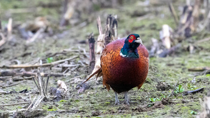 pheasant male in the wild