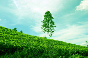 Fototapeta na wymiar Abstract Natural environment of green tea field on big green tree and blue sky