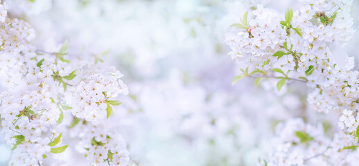 Spring background, panorama, banner - flowers of apple tree on the background of a blooming garden, closeup with space for text