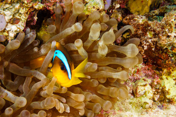 Fototapeta na wymiar Clown fish in an anemone on a tropical coral reef.