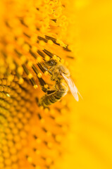 Macro shot of Honey Bee (Apis mellifera) collecting nectar and spreading pollen in yellow sunflower. Close-up of insect. Low depth of field and blurred background.