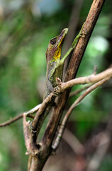 Leaf-nosed lizard, Rhinoceros Agama // Tennenti-Hornagame, Blattnasenagame (Ceratophora tennentii)...