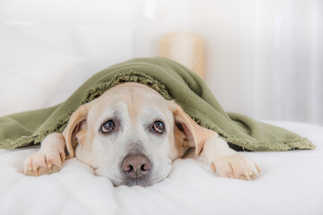 Perro adorable encima de la cama con una manta de color verde