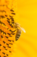 Macro shot of Honey Bee (Apis mellifera) collecting nectar and spreading pollen in yellow sunflower. Close-up of insect. Low depth of field and blurred background.