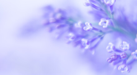 Beautiful background with lilac flowers. Close-up of lilac flowers . Space for text