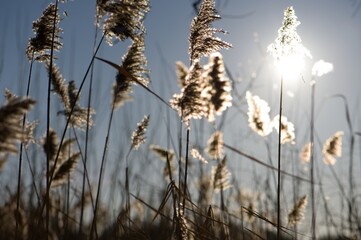 Seegras Pflanze am Seeufer sonnig