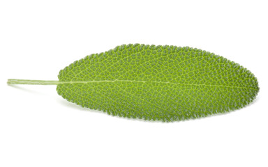 Sage leaves isolated on white background cutout.